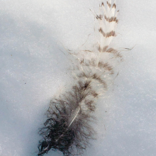 Feather on melting snow, Paradise, Mount Rainer.
