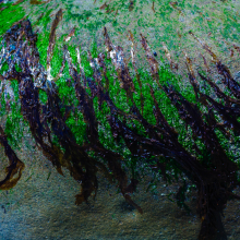 Sea lettuce and rockweed on boulder, Pacific Coast, Washington.