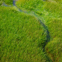 Sedges along spring creek, Yellowstone/