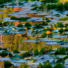 Lilly pond at dawn near Norris Geysser basin, Yellowstone.