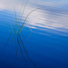 Zen bullrush and methane bubble.