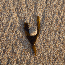 Kelp on beach near Carmel.