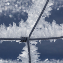 Hoar frost on wire fence, Gallatin Valley, Montana.