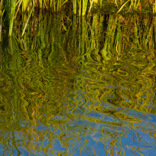 Cattails reflected in Snake River slough, Grand Tetons Park (2011)