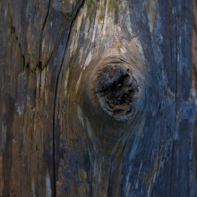 Driftwood, South Whidbey Island.
