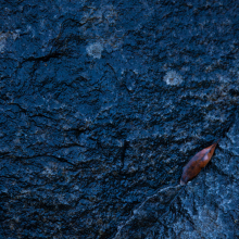 Oak leaf on granite boulder, Yosemite Valley.