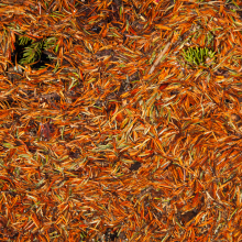 Spruce needles in pool, Rocky Mountain National Park.