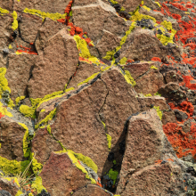 Yellow and red lichens, Hyalite Canyon, Montana.