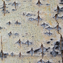 Aspen Bark, Sourdough Trail, Bozeman.