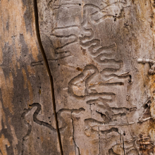 Pine bark beetle tunnels, Montana.