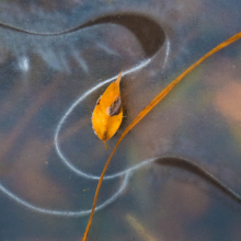 Cottonwood leaf locked in first freeze, Sourdough Trail, Bozeman.