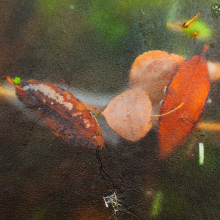 Frozen aspen and willow leaves in pool along Sourdough Trail, Bozeman (2012)