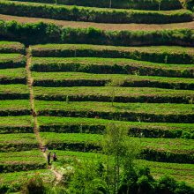 Terraced cropland near Lake Atitlan,  Guatemala.