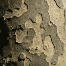 Sycamore bark in Jardin de Luxembourg, Paris.