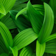Corn lily (Veratrum californicum) leaves, Glacier Park (2014)