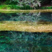 Pond in Hoh River floodplain, Plympic National Park.