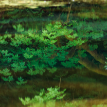 Refelection of Oregon Big-leaf maple.