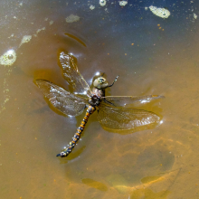 Dragonfly demise.