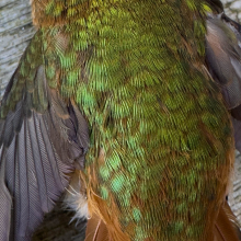 Perished Rufouos Hummingbird, Whidbey Island.