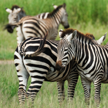 Grant's zebra (Equus quagga boehmi).