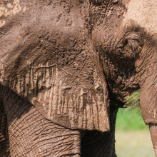 African bush elephant (Loxodonta africana) in Amboseli.