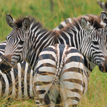 Zebra herd Lake Mburro, Uganda.