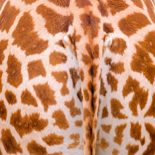 Giraffe butt detail.