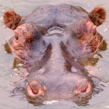 Hippopotamus (Hippopotamus amphibius).
