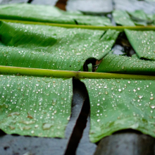 Leaves used in making spirits.