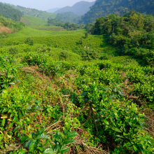 Tea plantation at edge of Biwindi Preserve, Uganda.