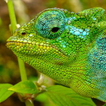 Jackson's Chameleon
(Trioceros jacksonii).