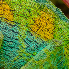 Jackson's Chameleon
(Trioceros jacksonii).