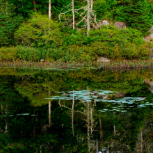 Black Spruce and lilly pads with reflections, Nova Scotia.