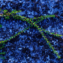 Prostrate shrub on shaded granite boulder, Nova Scotia.