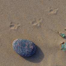 Bird tracks, Nova Scotia.