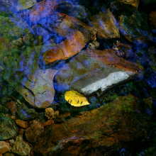 Water striders and crek detail, Npva Scotia.