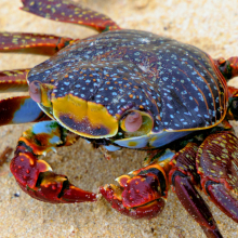 Sally Lightfoot crab (Grapsus grapsus).