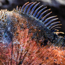 Galapagos Marine iguana (Amblyrhynchus cristatus).