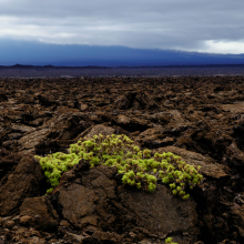 Salesia species on lava flow, Isabela Island, Galapagos. Salesia species on lava flow, Isabela Island, Galapagos.