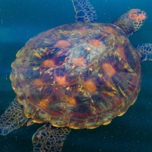 Green Sea turtle (Chelonia mydas), Isabela, Galapagos.