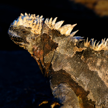 Galapagos Marine iguana (Amblyrhynchus cristatus).