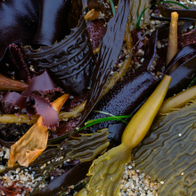 Kelp on beach detail.Carmel, California.