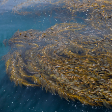 Floating kelp, Point Lobos State Park.