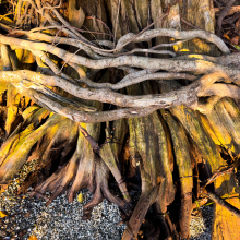 Dead maple tree roots and live Dounglas Fir roots, Holmes Harbor, Whidbey Island.