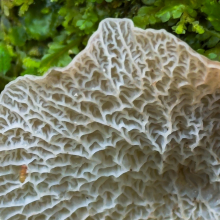 Edible mushroom, Ecuador.