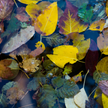 Leaves in riverside pool, Skagit River, Washington.