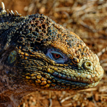 Galápagos land iguana (Conolophus subcristatus).