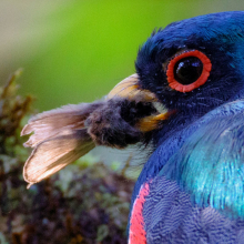 Collared Trogon (Trogon collaris), Quijos, Ecuador.