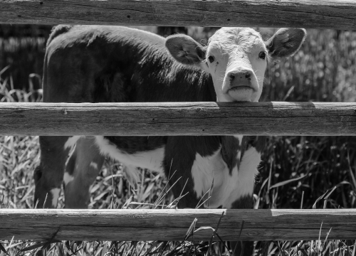 BW Western Landscapes