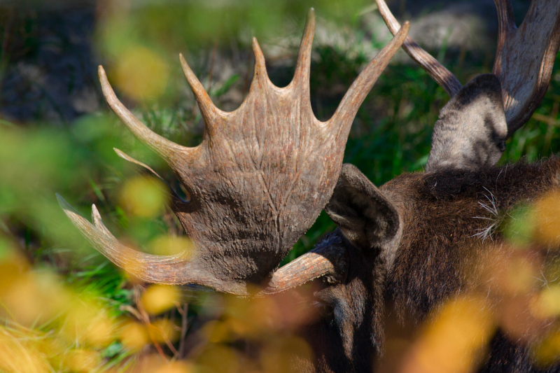 Wyoming moose near Moose, Wyoming (2010)